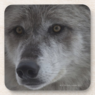 Posavasos Lobo (lupus de Canus) del nacional de Yellowstone