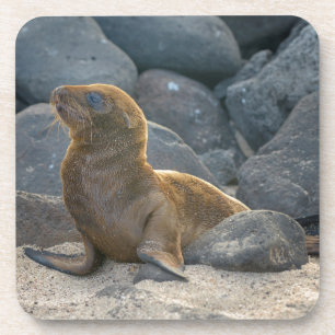 Posavasos Lobo Marino de Galápagos
