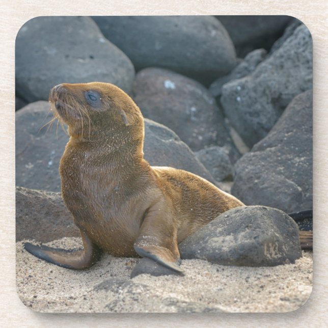 Posavasos Lobo Marino de Galápagos (Frente)