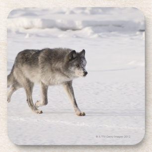 Posavasos Lobo que corre en la nieve