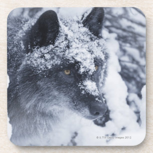 Posavasos Lobo solitario en nieve