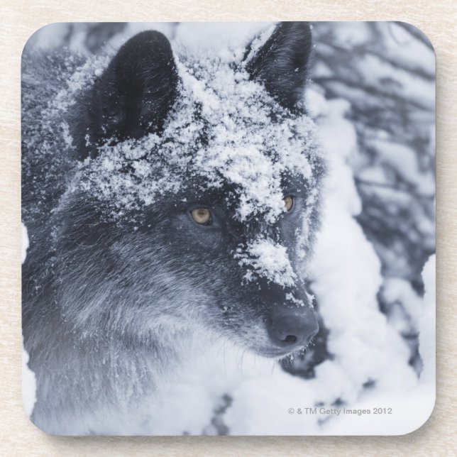 Posavasos Lobo solitario en nieve (Frente)