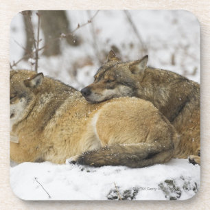 Posavasos Lobos en la madera de Bawarian