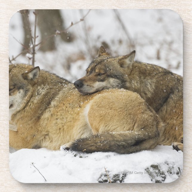 Posavasos Lobos en la madera de Bawarian (Frente)