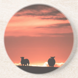 Posavasos Lofoten Islands Sunset Sheep Nature Foto