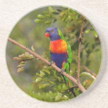 Lorikeet arcoiris