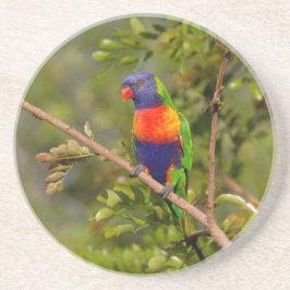 Posavasos Lorikeet arcoiris