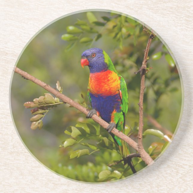Posavasos Lorikeet arcoiris (Frente)