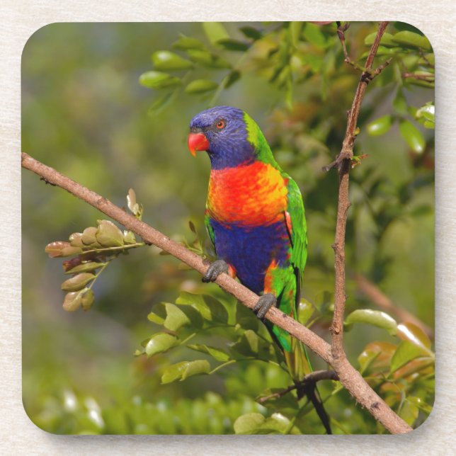 Posavasos Lorikeet arcoiris (Frente)