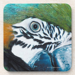 Posavasos Loro azul