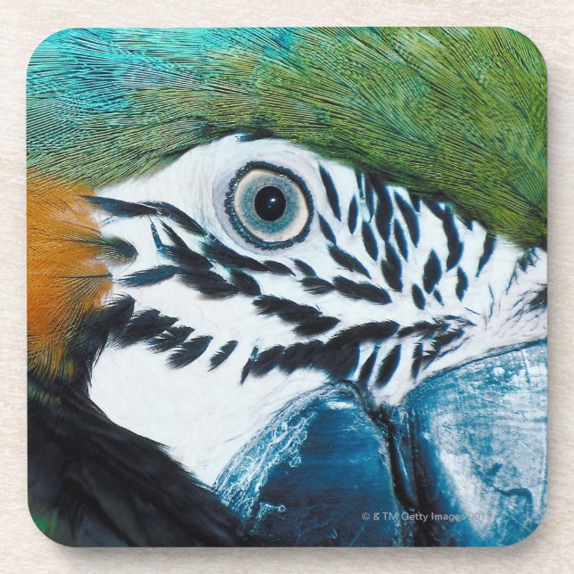 Posavasos Loro azul (Frente)