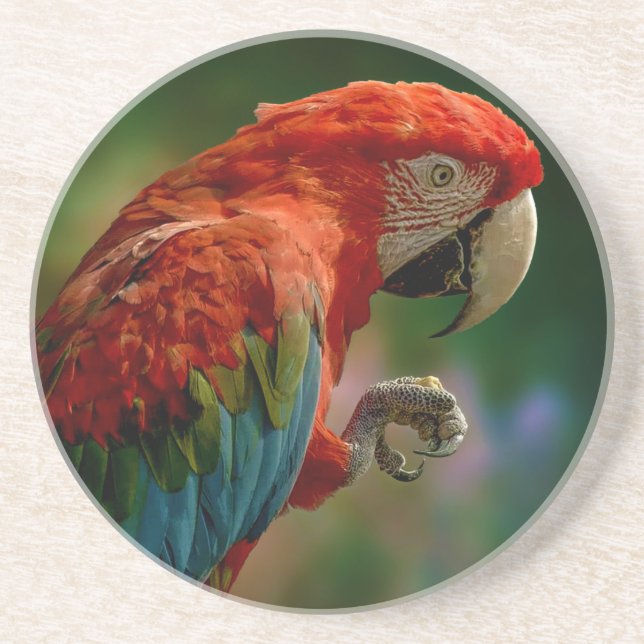 Posavasos Loro colorido (Frente)