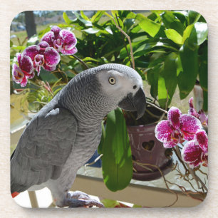 Posavasos Loro gris africano con orquídeas