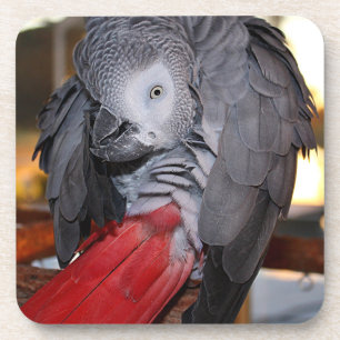 Posavasos Loro gris africano flexible del Congo con cola roj