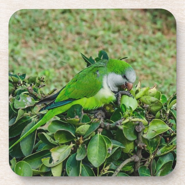 Posavasos Loro verde (Frente)