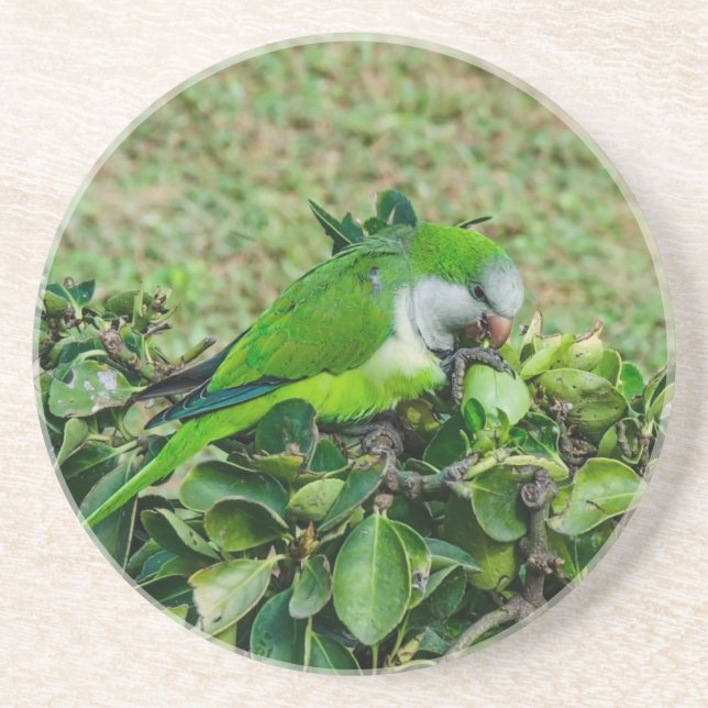 Posavasos Loro verde (Frente)