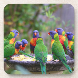 Posavasos Loros Loros Llorones Arcoíris Coloridos Comiendo