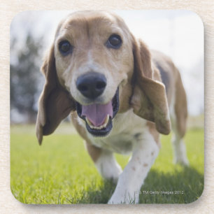 Posavasos Los E.E.U.U., Colorado, perro curioso que camina