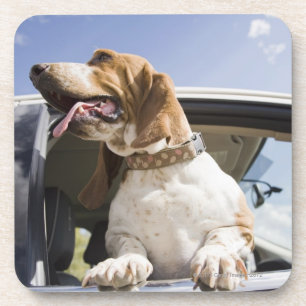 Posavasos Los E.E.U.U., Colorado, perro que mira a través de