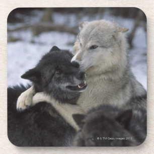 Posavasos Los E.E.U.U., Montana, lobos que juegan en nieve