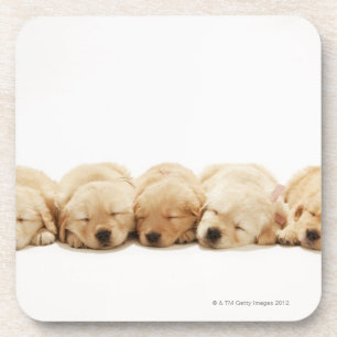 Posavasos Los perritos del golden retriever