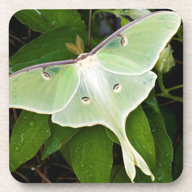 Posavasos Luna Moth en Carnaby Clematis (Frente)