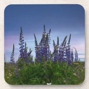 Posavasos Lupinos