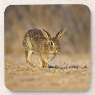 Posavasos Lupulización del conejo de conejo de rabo blanco