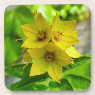 Posavasos Lysimachia punctata