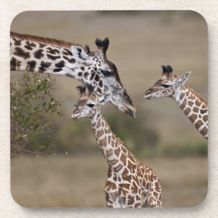 Posavasos Maasai Giraffe (Giraffe Tippeleluchi)