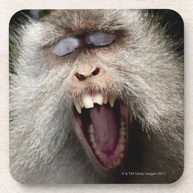 Posavasos macaques Largo-atados (fascicularis del Macaca) (Frente)
