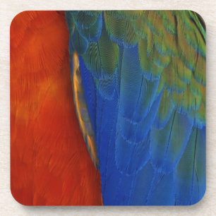 Posavasos Macaw Feathers