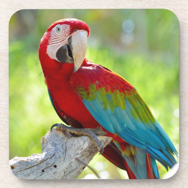 Posavasos Macaw que se sienta en rama (Frente)