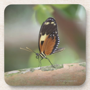 Posavasos Macro de la mariposa