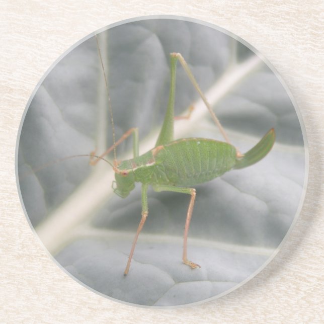 Posavasos Macroscopios de críquet verde (Frente)