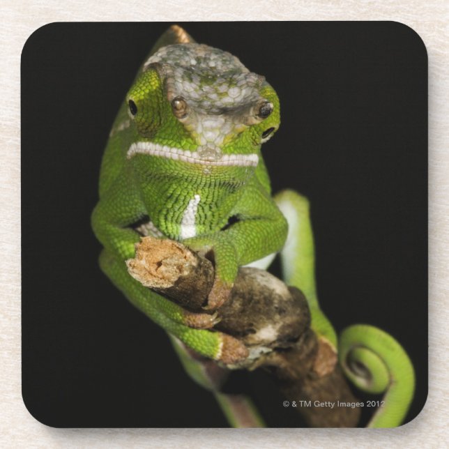 Posavasos Madagascar (Frente)