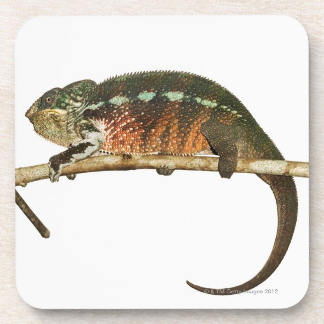 Posavasos Madagascar 2 (Frente)
