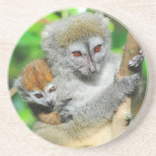 Posavasos Madagascar, Andasibe, Isla de los Lémures, Madre