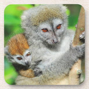 Posavasos Madagascar, Andasibe, Isla de los Lémures, Madre