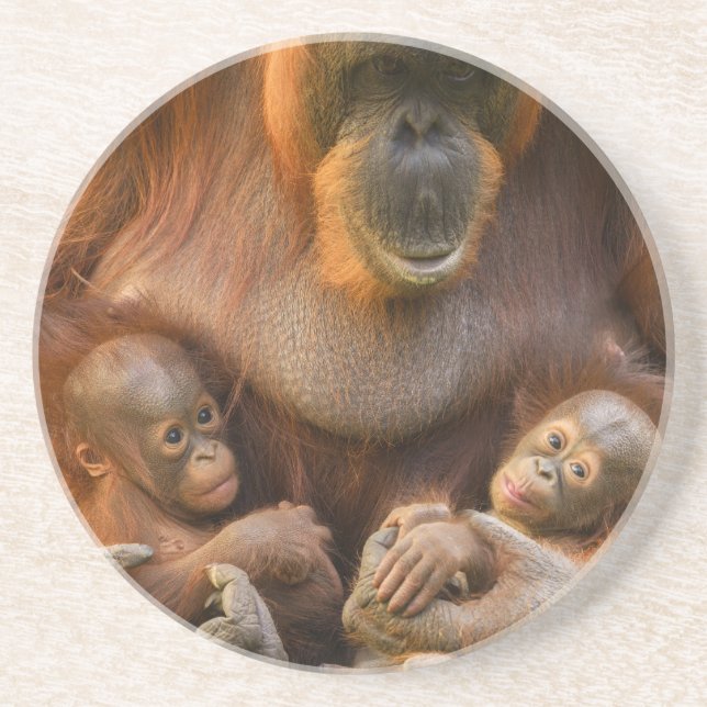Posavasos Madre de Orangutan sosteniendo dos bebés (Frente)