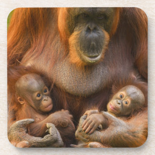 Posavasos Madre de Orangutan sosteniendo dos bebés
