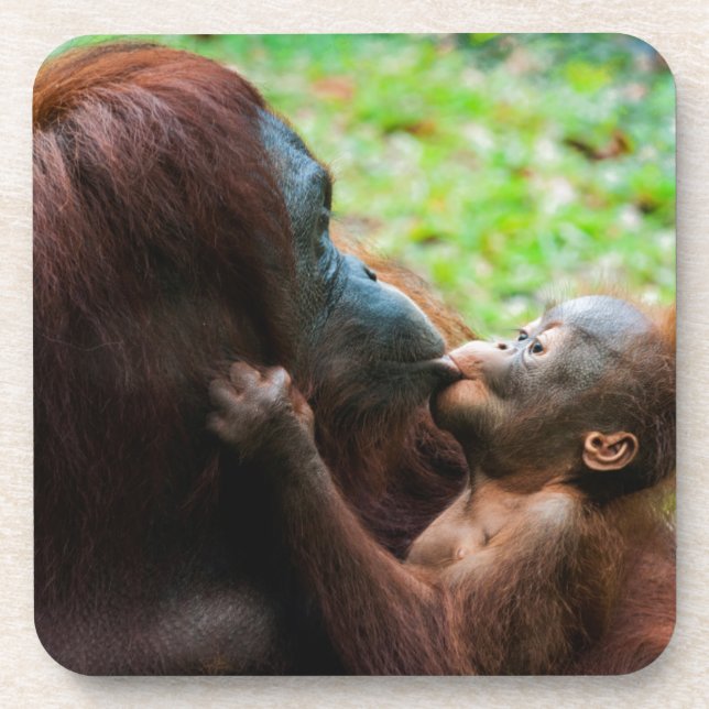 Posavasos Madre de orangután y bebé (Frente)