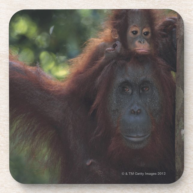 Posavasos Madre del orangután con el bebé (Frente)