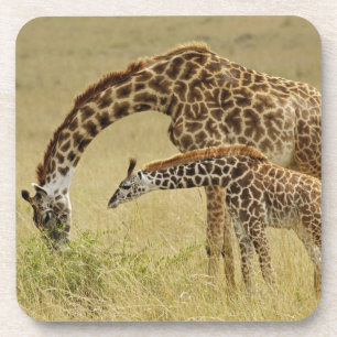 Posavasos Madre y cría de jirafa Masai, Giraffa