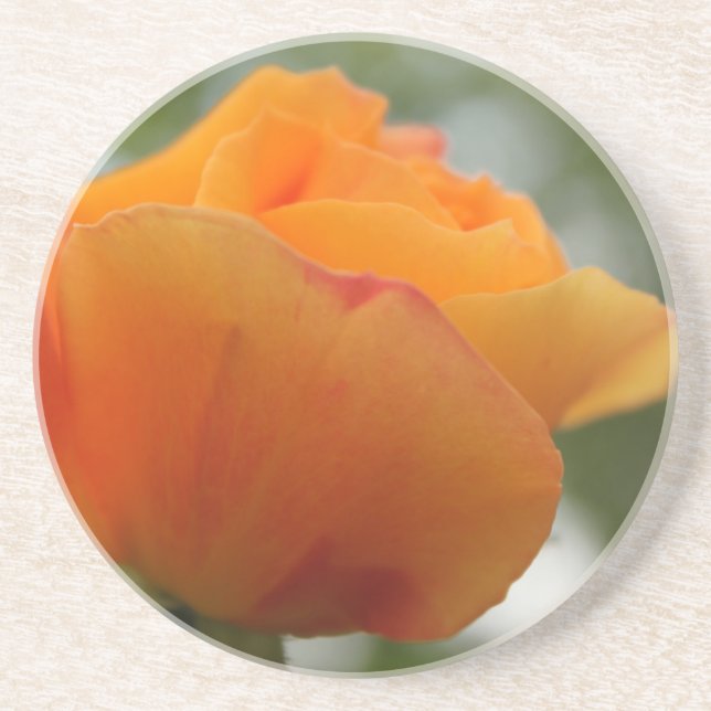 Posavasos Magnífica fotografía de flores de rosa amarillo. (Frente)