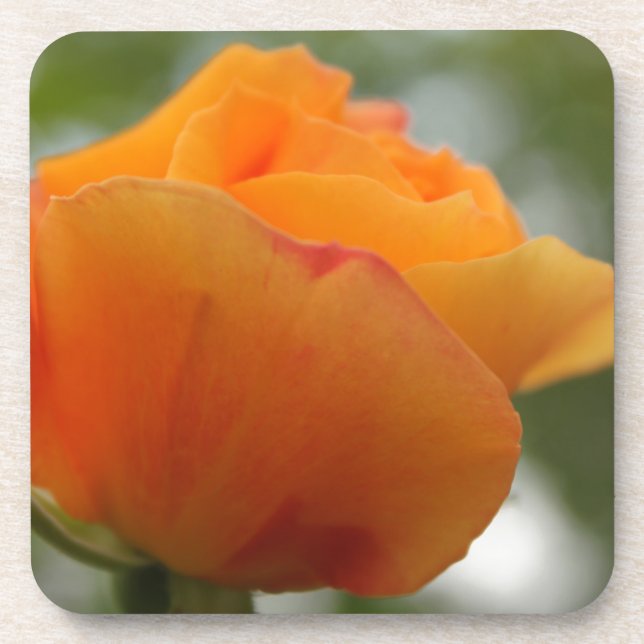 Posavasos Magnífica fotografía de flores de rosa amarillo. (Frente)