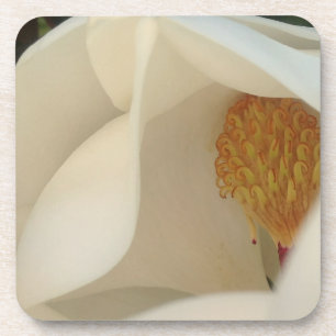Posavasos Magnolia Bella Artes Floral Fotografía
