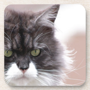 Posavasos Maine Coon Cat