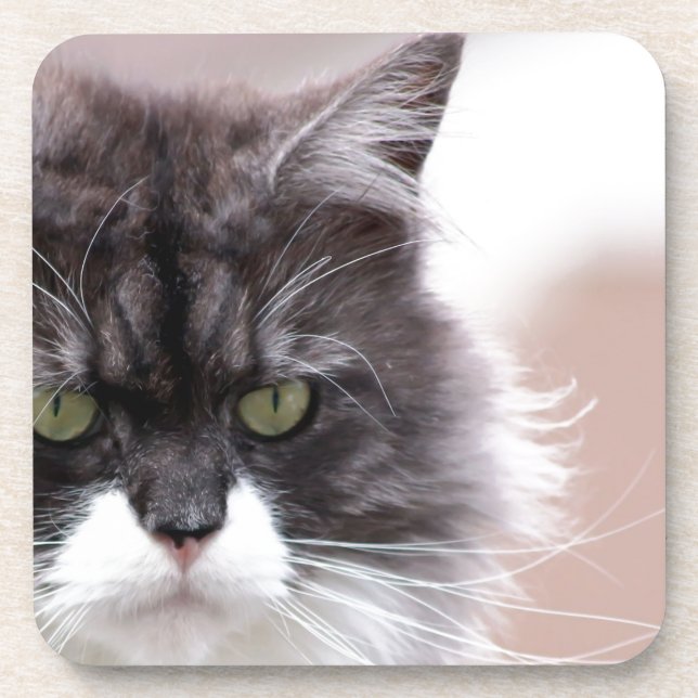 Posavasos Maine Coon Cat (Frente)