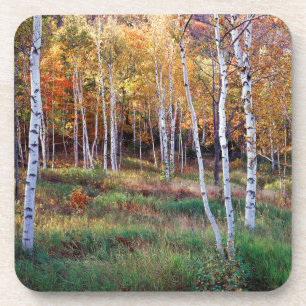Posavasos Maine, Parque Nacional Acadia, Otoño